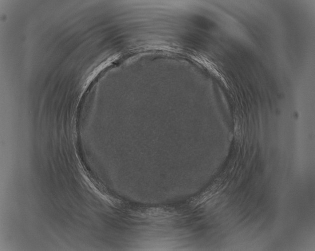 X0000065260390200603031834