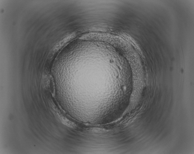 X0000065260393200603031834