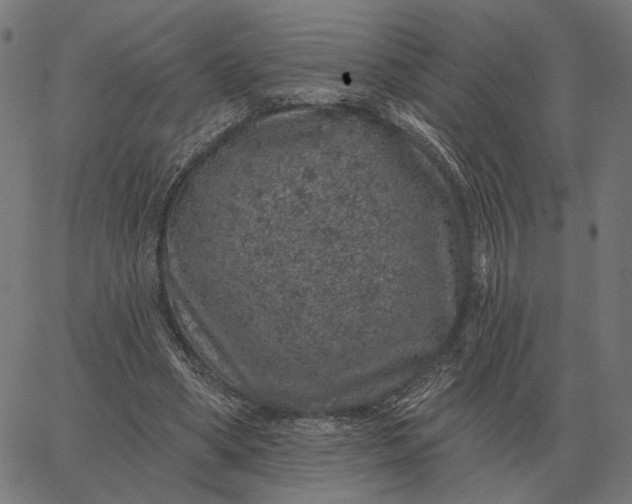 X0000065260394200603031834