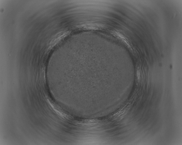 X0000065260398200603031834