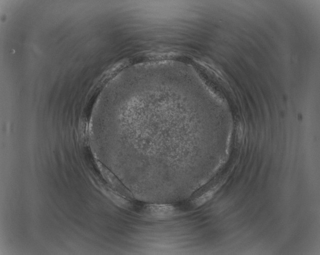 X0000065260429200603031833