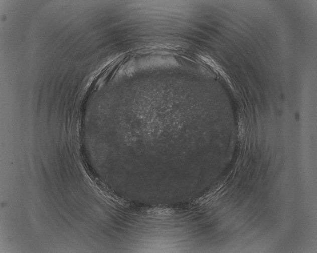 X0000065260444200603031832