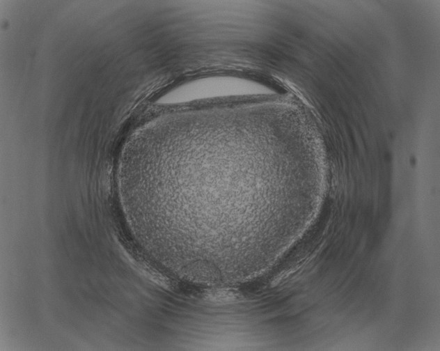 X0000065260451200603031833