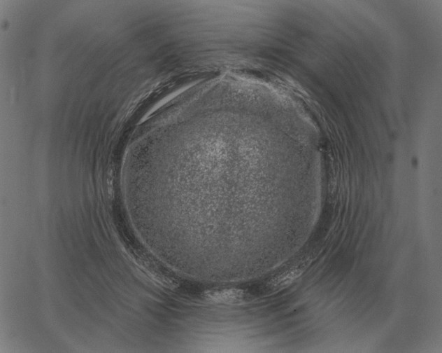 X0000065260452200603031833