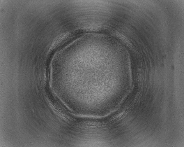 X0000065260494200603031832