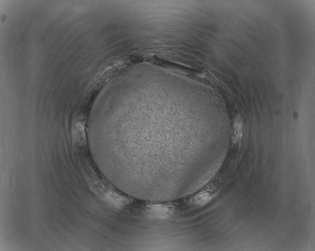 X0000065260522200603031832