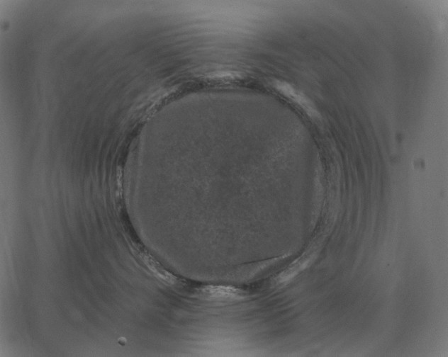 X0000065260528200603031832