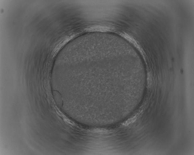 X0000065260529200603031831