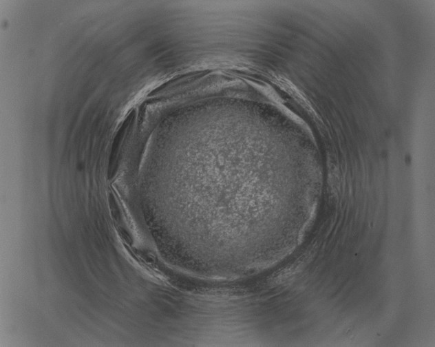 X0000065260530200603031831