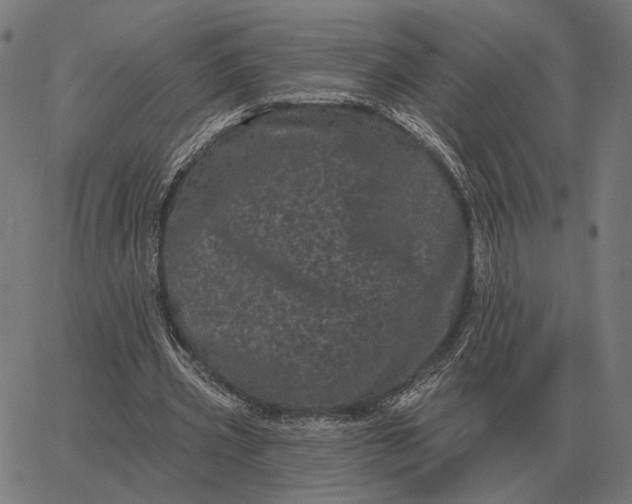 X0000065260533200603031831