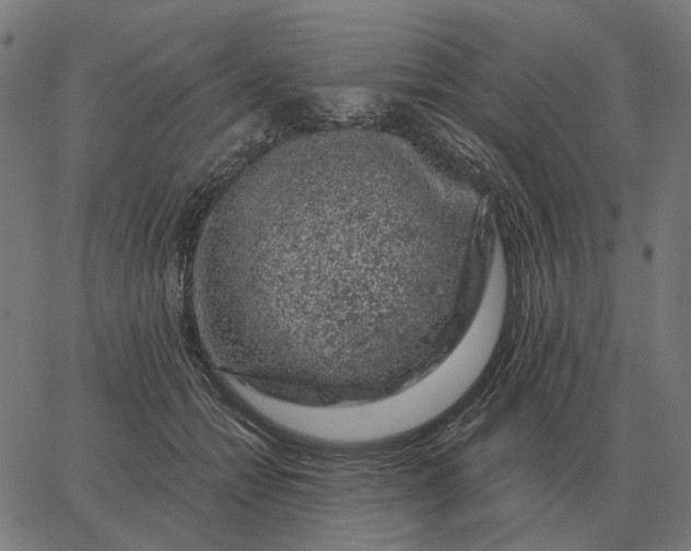 X0000065260558200603031831