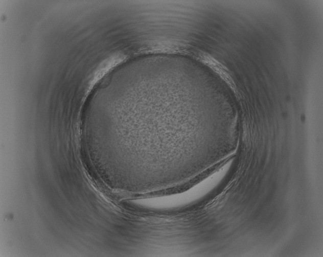 X0000065260578200603031831