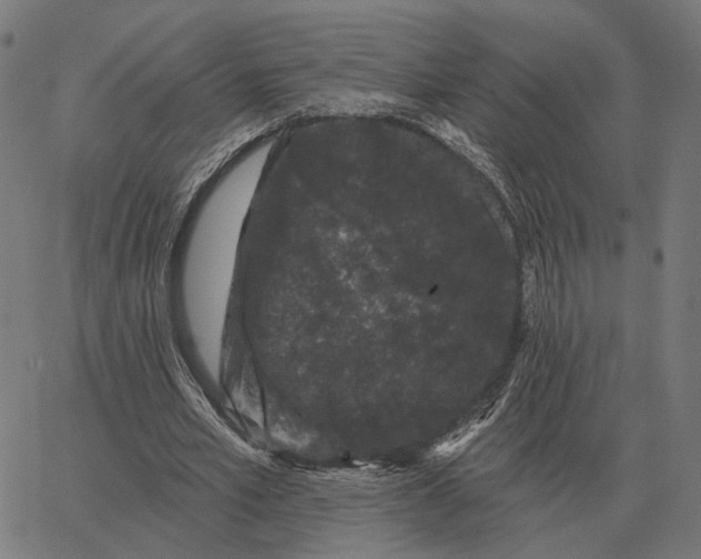 X0000065260581200603031831