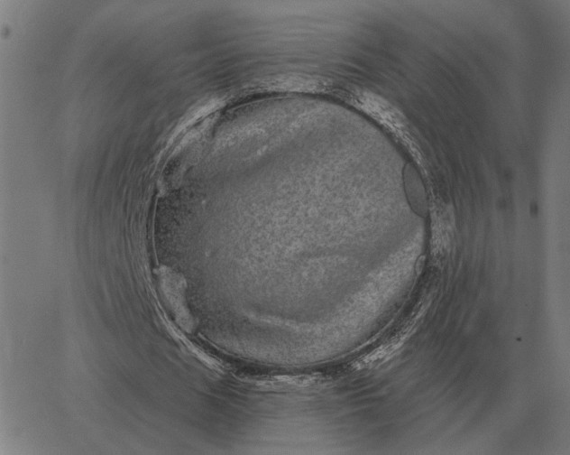 X0000065260625200603031829