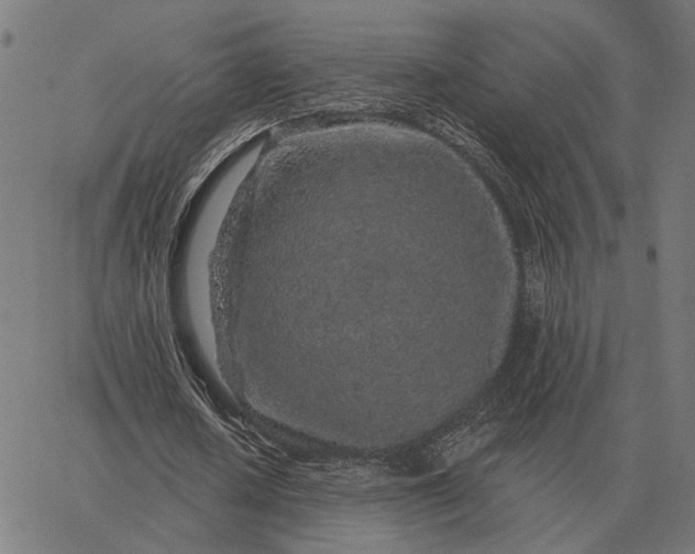 X0000065260626200603031829