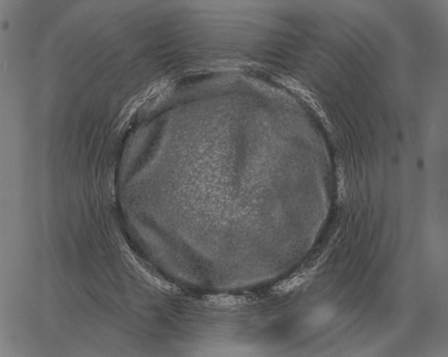 X0000065260633200603031829