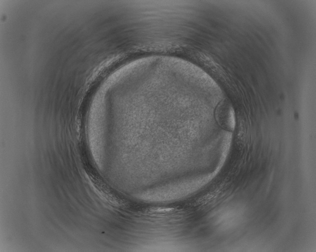 X0000065260636200603031829