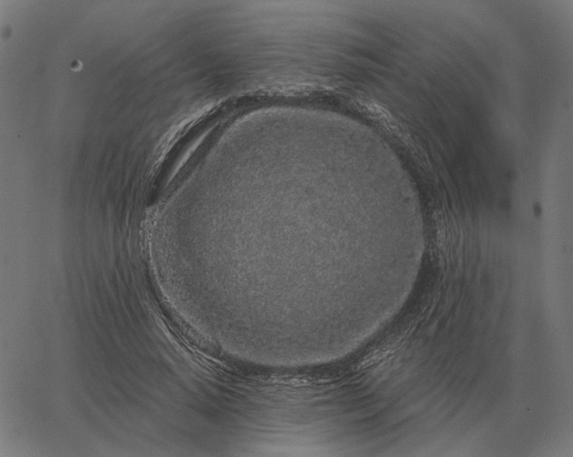 X0000065260640200603031829