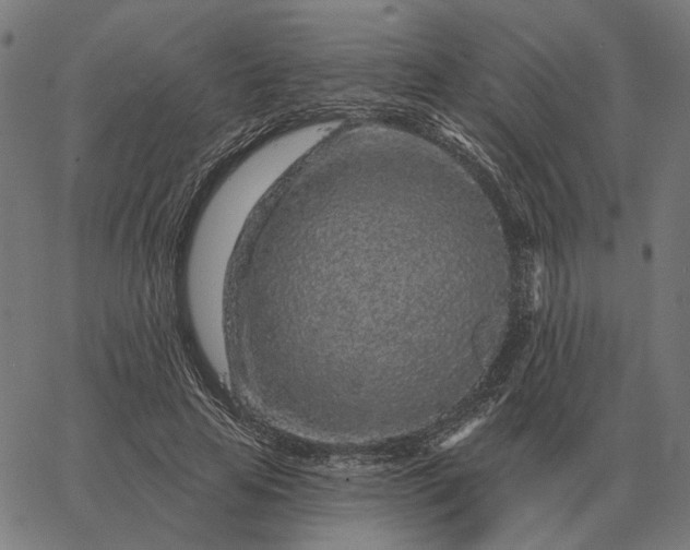 X0000065260641200603031829