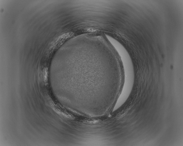 X0000065260646200603031829