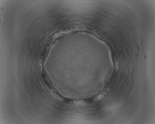 X0000065260666200603031830