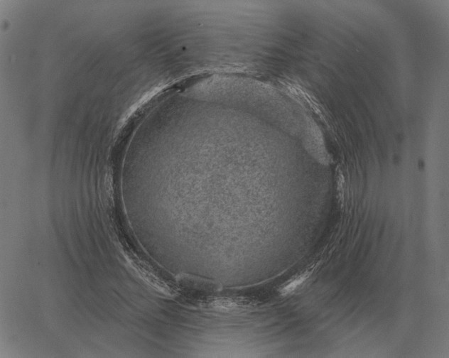 X0000065260684200603031829