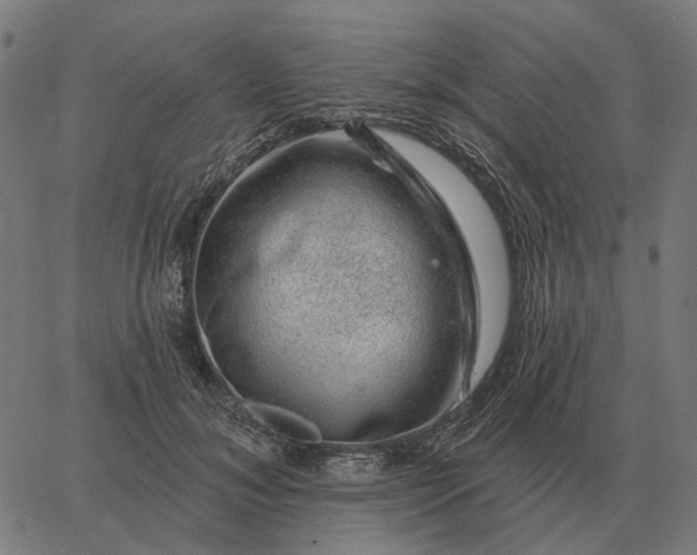 X0000065260700200603031829