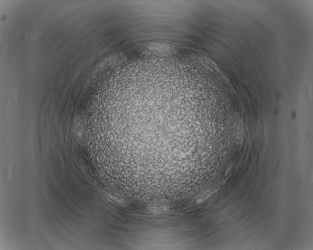 X0000065260701200603031829