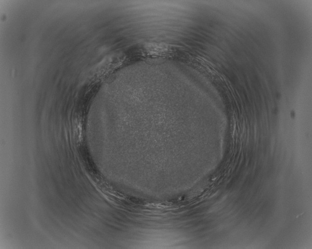 X0000065260703200603031829