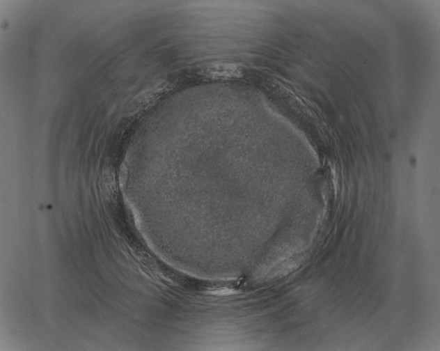 X0000065260704200603031829