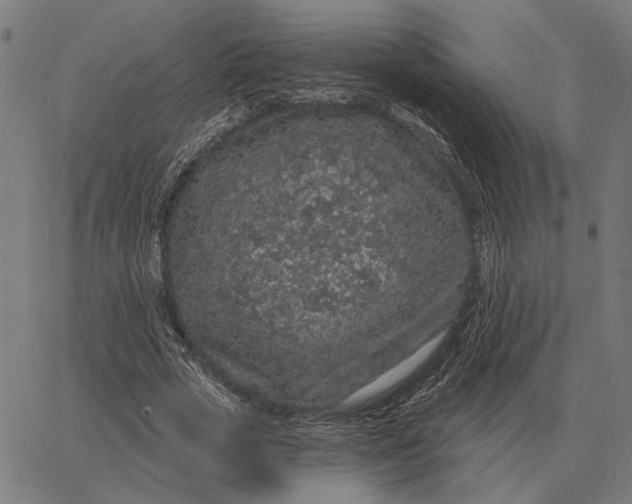 X0000065260729200603031828