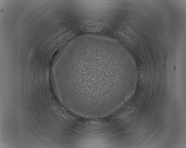 X0000065260745200603031828