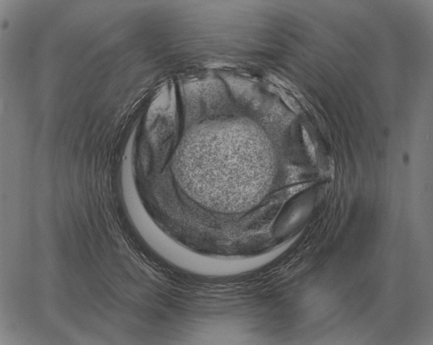 X0000065260750200603031828