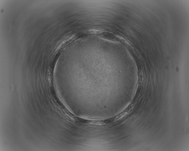 X0000065260762200603031828