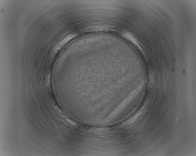 X0000065260778200603031827