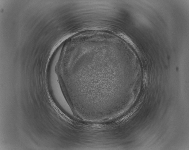 X0000065260787200603031827