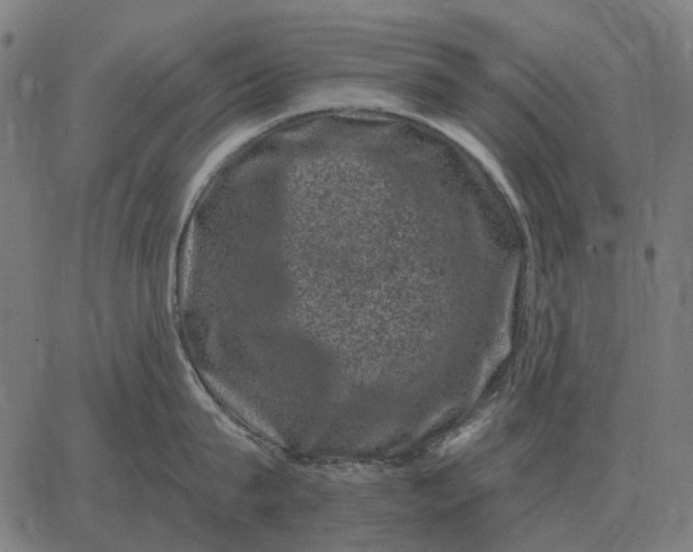 X0000065260815200603031827