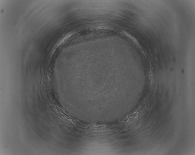 X0000065260823200603031826