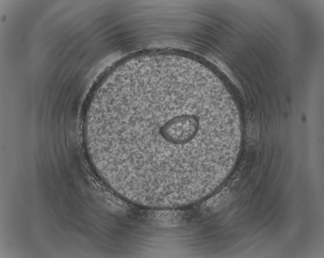 X0000065260832200603031826