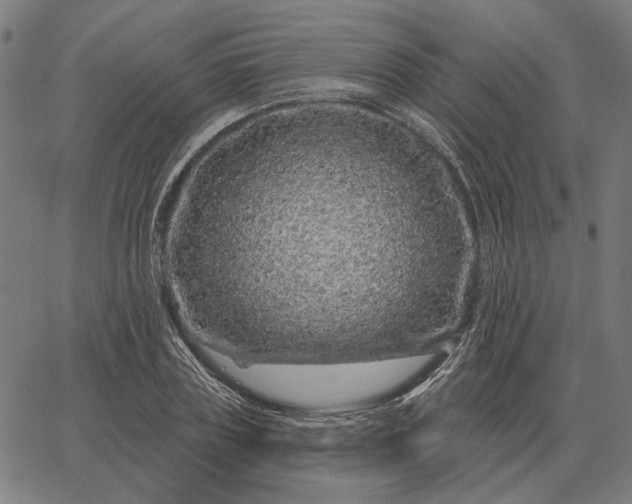 X0000065260835200603031826