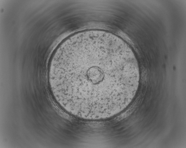 X0000065260836200603031826