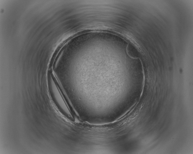 X0000065260840200603031826