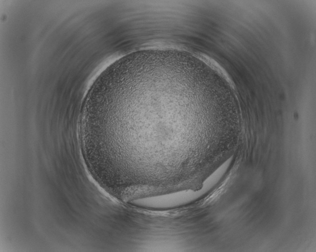 X0000065260855200603031827