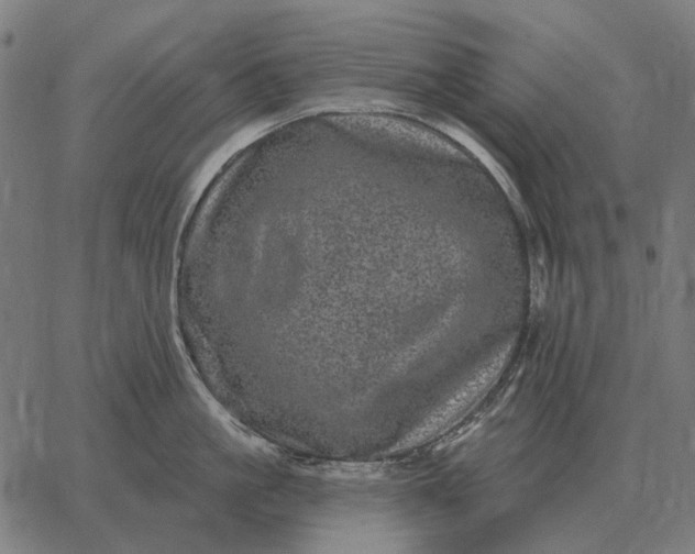 X0000065260861200603031827