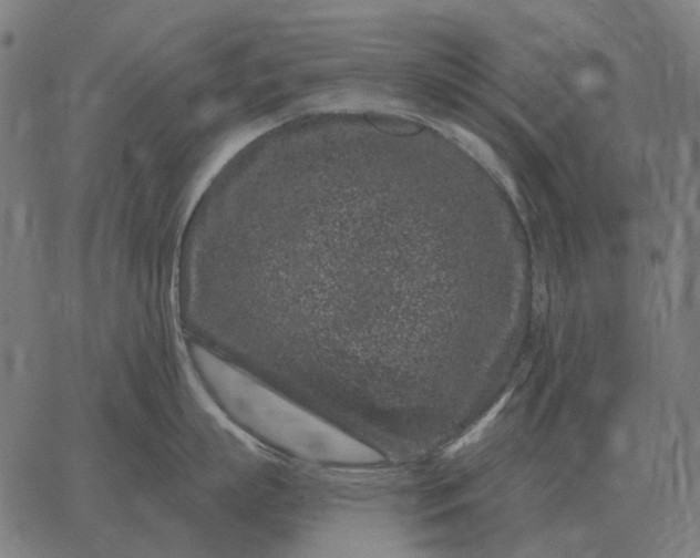 X0000065260863200603031827