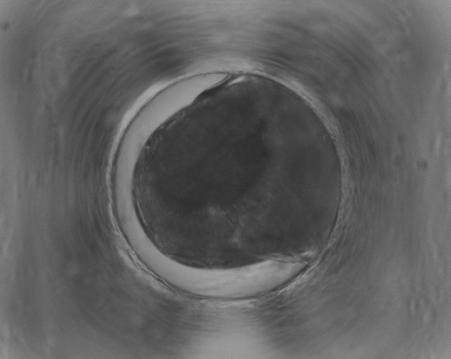 X0000065260864200603031827