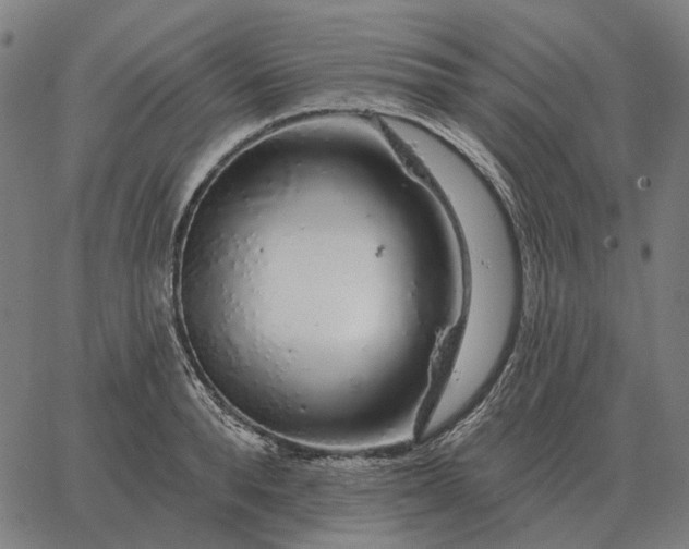 X0000065260896200603031826