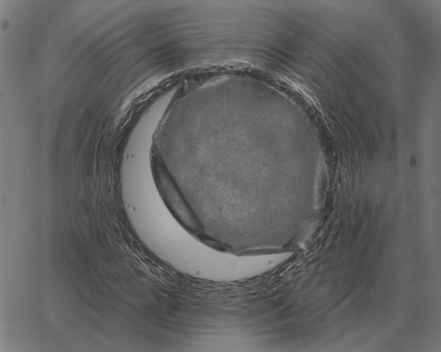 X0000065260920200603031825