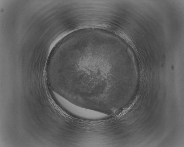 X0000065260928200603031825