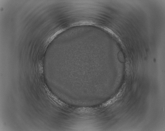 X0000065260929200603031825